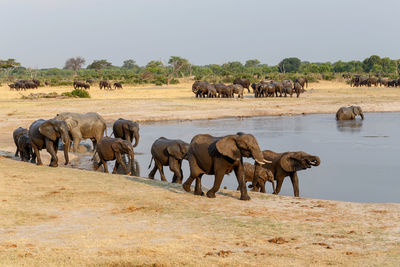 Elephant in a field