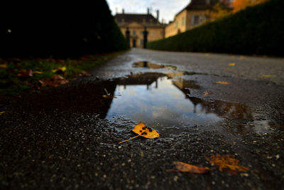 Surface level of wet leaves on road in rainy season