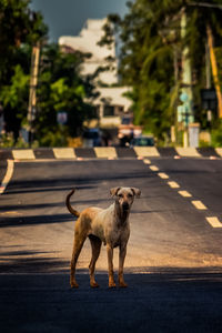 Dog on the road