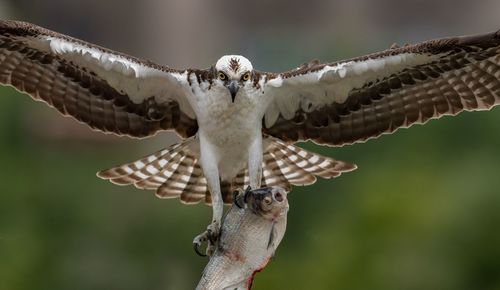 Close-up of bird flying