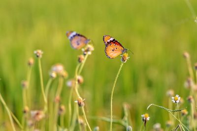 Close-up of butterfly pollinating on flower