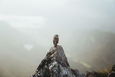 Bird perching on rock against sky