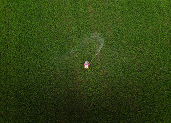 Aerial view over spraying pesticides on rice seeding field , top view from drone