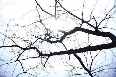 Low angle view of bird on bare tree against sky
