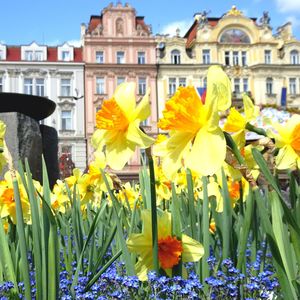 Close-up of yellow flowers blooming against sky
