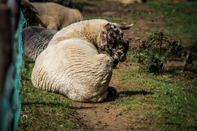 Sheep in a field