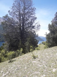 Trees on landscape against sky