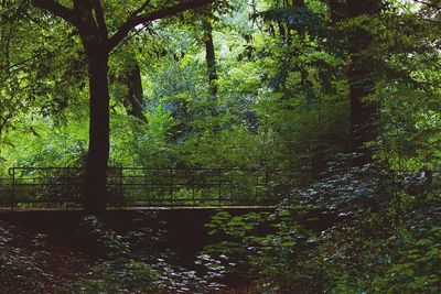 River passing through forest