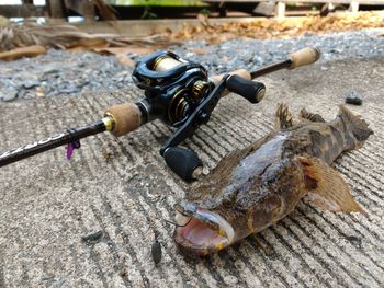 Close-up of dead fish and fishing rod