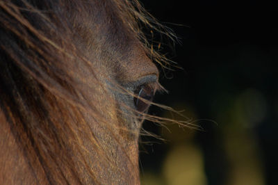 Close-up of horse