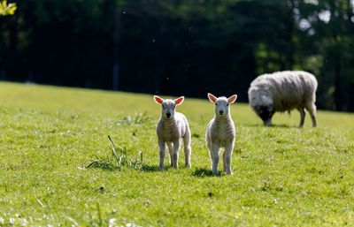 Sheep in a field