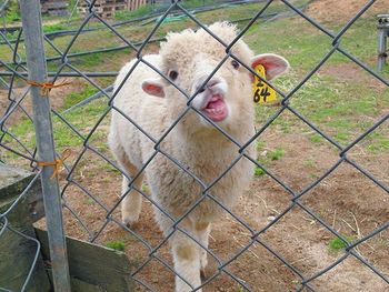 Sheep in field