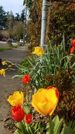 Close-up of yellow flowers blooming outdoors