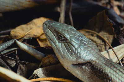 Kleiner leguan läuft durch den urwald.  