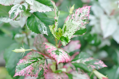 Close-up of pink flowering plant