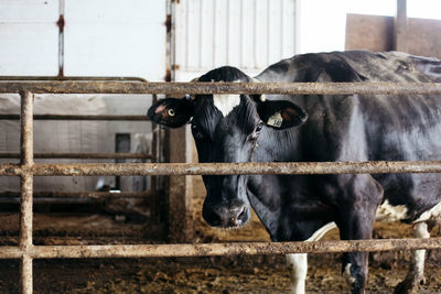 Close-up of cow seen through fence