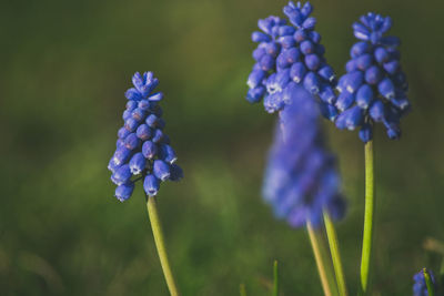 Close-up of purple flowers blooming in field