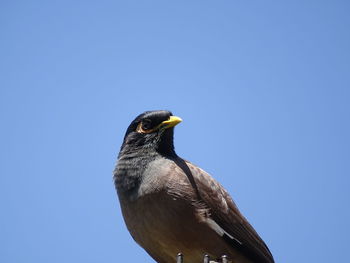 Low angle view of eagle perching against clear blue sky