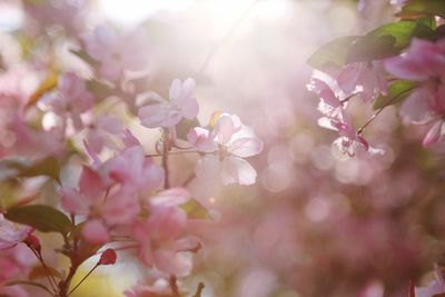 Close-up of fresh pink flowers blooming on tree