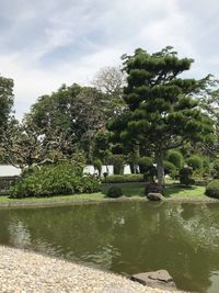 Trees by lake in park against sky