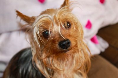 Close-up portrait of dog