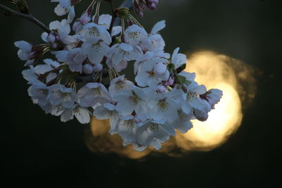 Close-up of white flowers