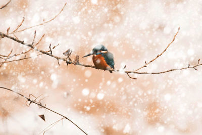 Bird perching on a tree