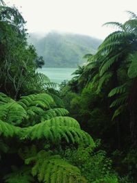 Scenic view of mountains