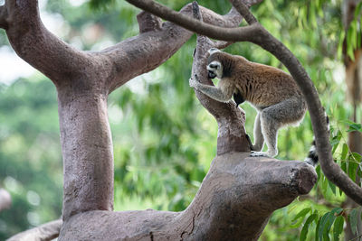 Squirrel sitting on tree trunk