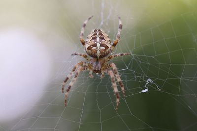 Close-up of spider on web