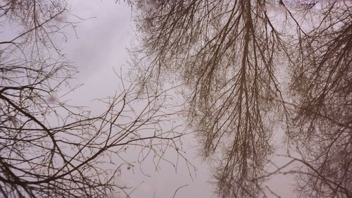 Low angle view of bare trees against sky