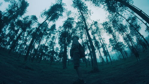 Man standing by trees in forest