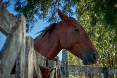 Horse in ranch