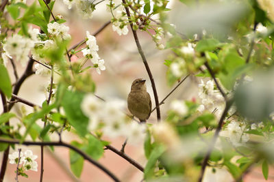 Close-up of bird perching on tree