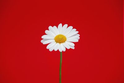 Close-up of white daisy against red wall