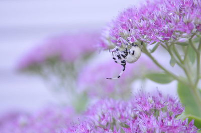 Close-up of insect on purple flowers