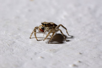 Close-up of spider