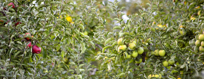 Close-up of fruits growing on tree