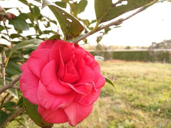 Close-up of red rose flower on field