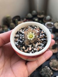 Close-up of hand holding potted plant