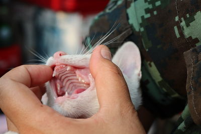 Close-up of man holding cat