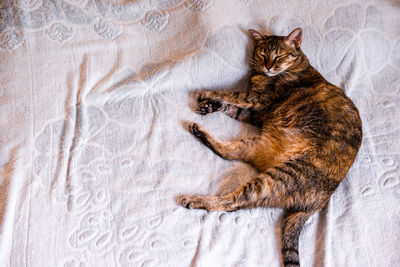 High angle view of cat resting on bed