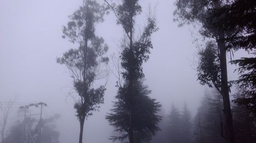 Low angle view of trees in forest