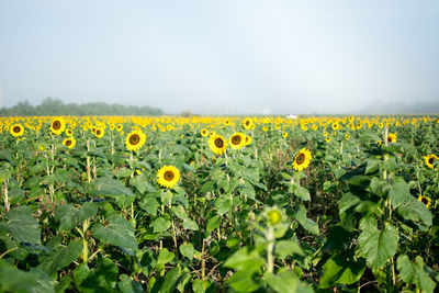 Scenic view of oilseed rape field against sky