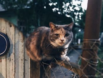 Portrait of cat on wooden outdoors