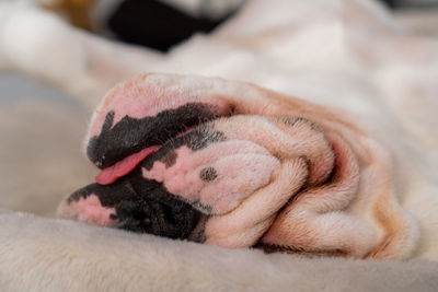 English bulldog sleeping on its back with tongue sticking out
