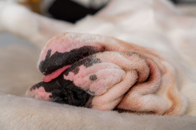 Close-up of cat sleeping