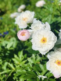 Close-up of white flowering plant in park