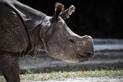 Close-up of rhinoceros standing on field