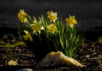 Close-up of yellow flowering plant